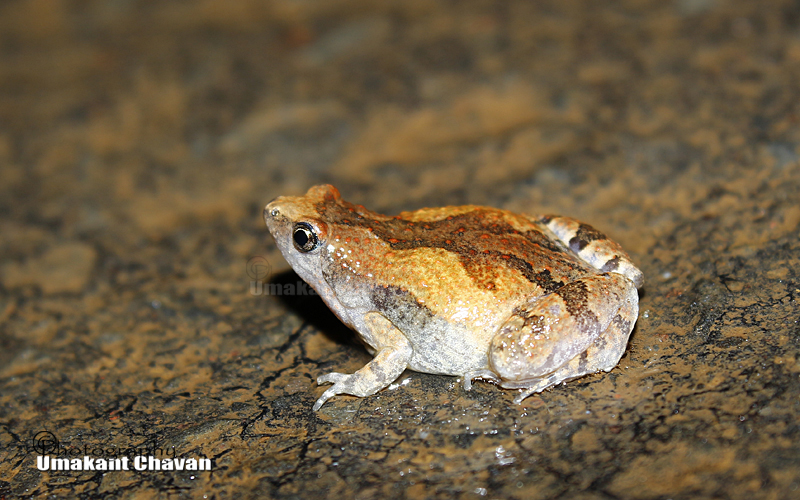 Ornate narrow-mouthed frog